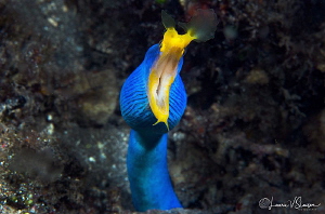 Blue Ribbon Eel/Photographed with a 60 mm macro lens at L... by Laurie Slawson 